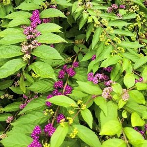 Meet your Posher, Monique